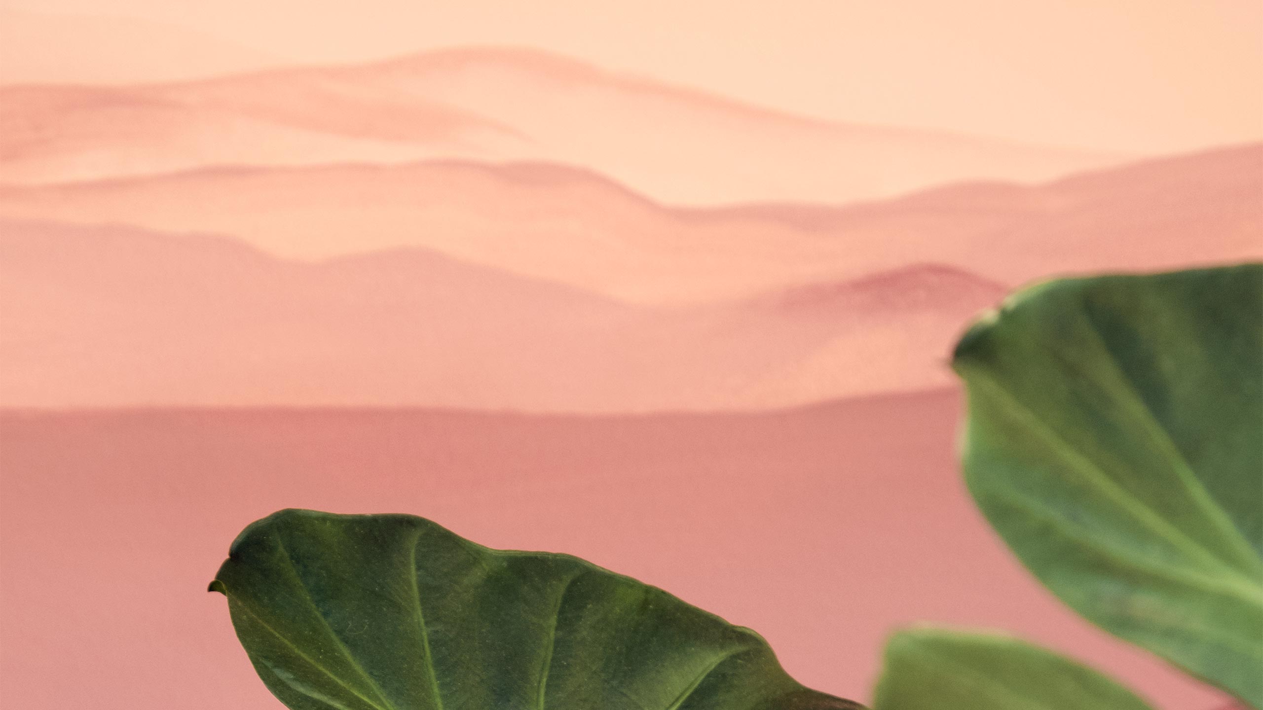 The pink colours of Can Tho wallpaper with a fig leaf in front.